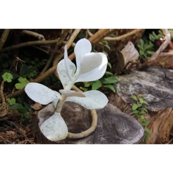 White Plumeria Plant